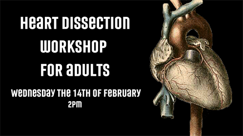 Heart Dissection Workshop