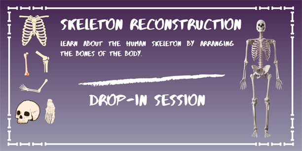 Skeleton Reconstruction Flyer  (1)