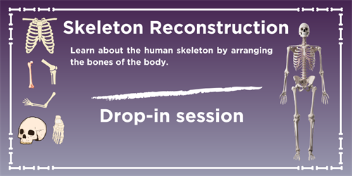 Skeleton Reconstruction Flyer  (2)