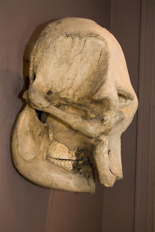 Indian elephant skull