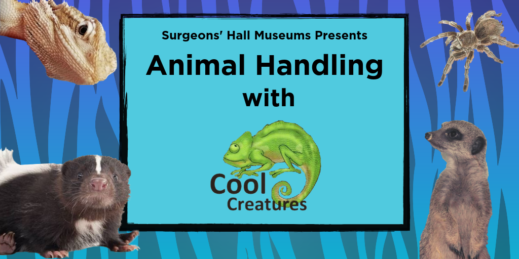Copy Of Copy Of Cool Creatures