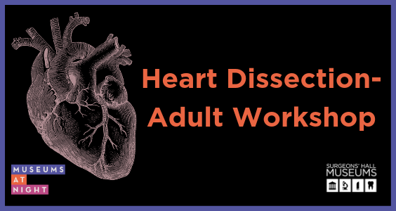 Copy Of Copy Of Copy Of Copy Of Copy Of Heart Dissection Mailchimp