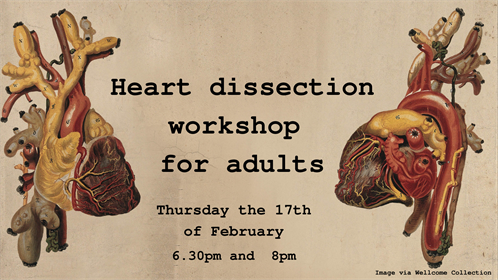 Copy Of Heart Dissection Workshop 2 
